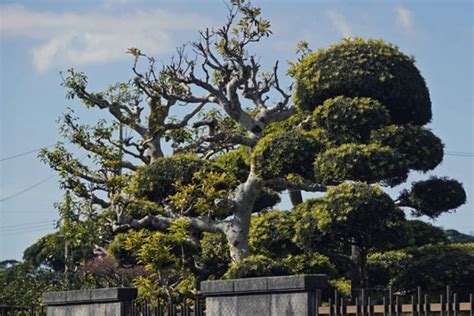 大型庭園樹|庭木におすすめの常緑樹38種！低木、中木、高木、花。